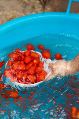 From Tomato to Sauce Bottle The Italian Production Process