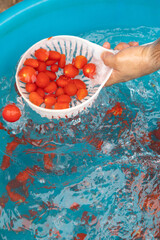 From Tomato to Sauce Bottle The Italian Production Process