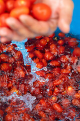 From Tomato to Sauce Bottle The Italian Production Process