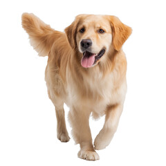 Golden retriever dog running happy pet animal canine breed on transparent background
