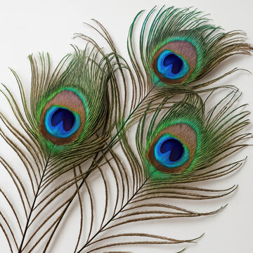 Peacock feathers