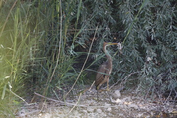 heron, bird, nature, wild, grass, wildlife, animal, forest, tree, green, brown, water, field, spring