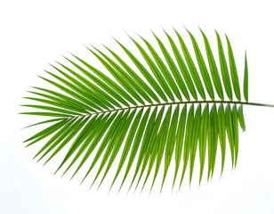 Fototapeta premium Vibrant Green Palm Frond, Isolated on White Background, Tropical Summer Theme, Fresh and Lush, Perfect for Design Projects, Clean Minimalist Style.