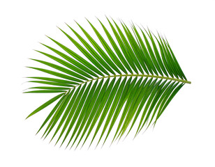 Obraz premium Vibrant Green Palm Frond, Isolated on White Background, Tropical Summer Theme, Lush and Serene, Perfect for Design Projects, Clean and Crisp Image, High-Resolution Stock Photo.