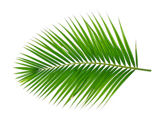 Fototapeta premium Vibrant Green Palm Frond, Isolated on White Background, Tropical Summer Theme, Fresh and Lush, Perfect for Design Projects, Nature Stock Photo.