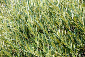 field of green leaves in the wind