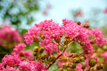pink flowers in the garden