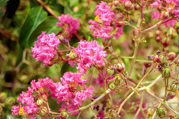 pink flowers in the garden