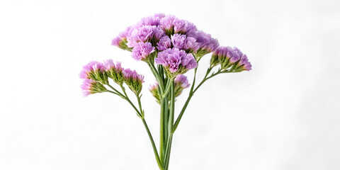 Obraz premium Statice flower isolated on transparent background 