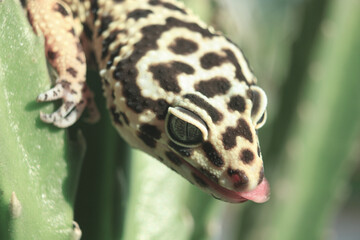 Close up shots of yellow leopard gecko head with black spots and visible arm and tongue on horizontal orientation