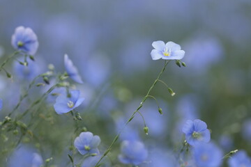 ダム下流広場で見頃を迎えた宿根亜麻