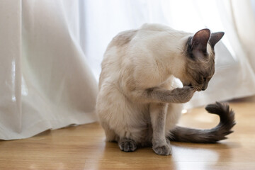 Siamese cat sitting on wooden floor in front of sheer curtains, grooming itself after eating,...