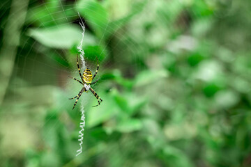 Yellow Garden Spider, Black and Yellow Garden Spider, Golden Writing spider, Zigzag spider, Argiope aurantia