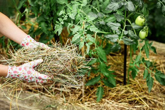 Mulching Garden Bed. Tomato Plant Growing in Mulch of Dried Hay Straw. Permaculture Organic Gardening. 