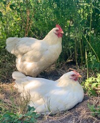 the chikens on the farm