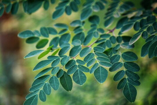 drum stick moringa leaf in nice blur background HD