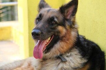 german shepherd dog panting in summer with tongue out HD dog try to cool off