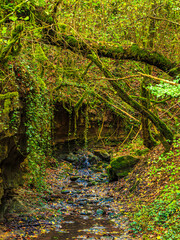 Fototapeta premium Landscape of Stream with green moss in France Green atmosphere in a lush forest in Aveyron in Occitanie. 