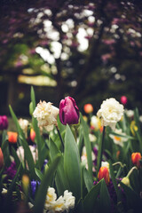 Beautiful various shapes and colors tulip flowers in the garden