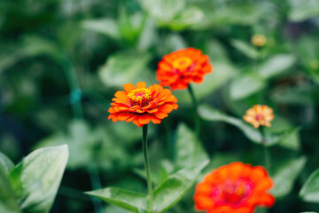 Colorful Flowers as Decoration