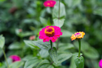 Colorful Flowers as Decoration