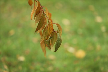 close up of yellow leaves