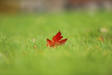 red maple leaf