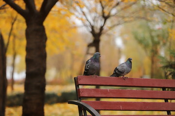 pigeons in the park