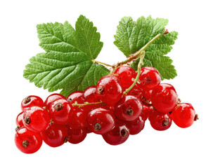 Harvesting red currants in nature fresh berries healthy snack isolated on transparent background