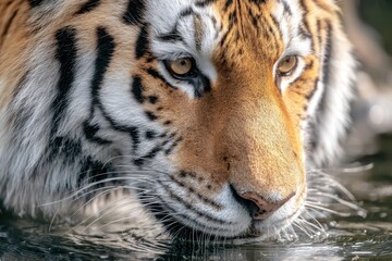 Tiger Lake. Majestic Amur Tiger Drinking Water at the Edge of the Lake