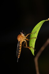 A longhorn beetle from the Cerambycidae family perched on a tree branch. The image shows typical behavior of longhorn beetles, often found on living or dead trees, 