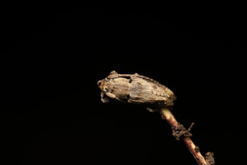 A strong longhorn beetle resting on a forest branch, reflecting the quiet complexity of insect life in nature. Macro photography reveals its elegant long antennae and intricate body patterns.