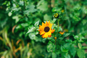 Colorful Flowers as Decoration