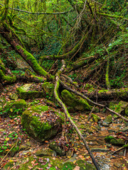 Obraz premium Landscape of Stream with green moss in France Green atmosphere in a lush forest in Aveyron in Occitanie. 