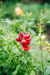 Colorful Flowers as Decoration