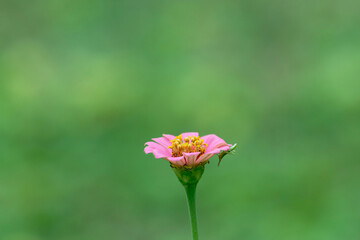 A small grasshopper resting on a zinnia flower