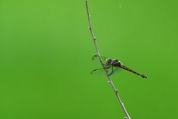 dragonfly on a branch