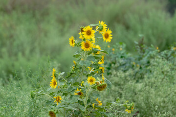 sunflower in the garden