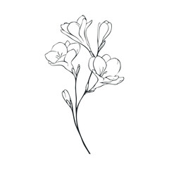 Elegant black line drawing of freesia flowers for wall decor