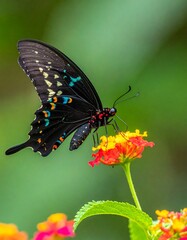 Fototapeta premium A black butterfly with colorful spots feeding on a red and yellow flower.