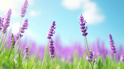 Fototapeta premium Lavender flowers bloom in vibrant field under bright blue sky, creating serene and peaceful atmosphere