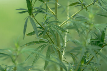 close up of hemp buds