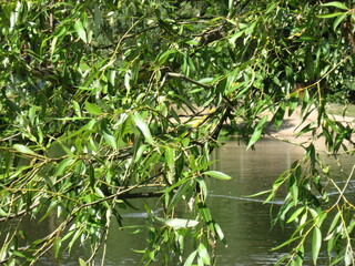 green tree over the lake