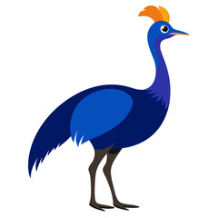 Cassowary vector on white background