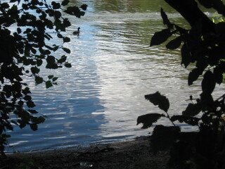 Lake view framed by green tree branches
