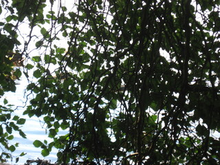 View of the lake through the tree