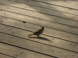 sparrow on the wooden floor