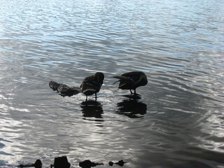Birds standing on stones in the lake