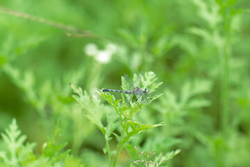 dragonfly on a leaf