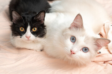 Cozy Home Moment with a Blue-Eyed Ragdoll Cat and a Charming black and white domestic cat 